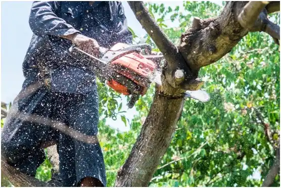 tree services Hickory Grove